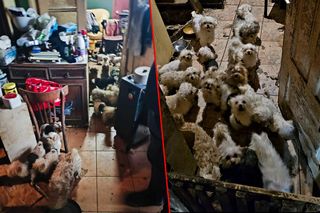 Koszmar w nielegalnej hodowli psów. Prawie 40 zwierząt w skandalicznych warunkach!