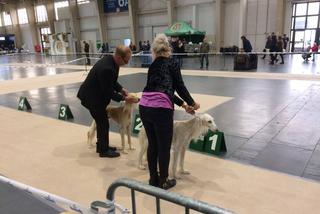 Wystawa Psów Rasowych w Poznaniu 2016