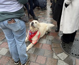 Golden Retriever WOŚP w Poznaniu