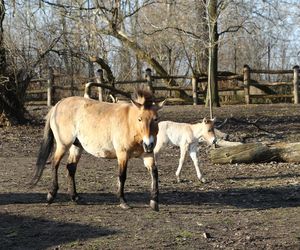  Warszawskie zoo ma nowego mieszkańca. To trzecie dziecko Primy i Larsa