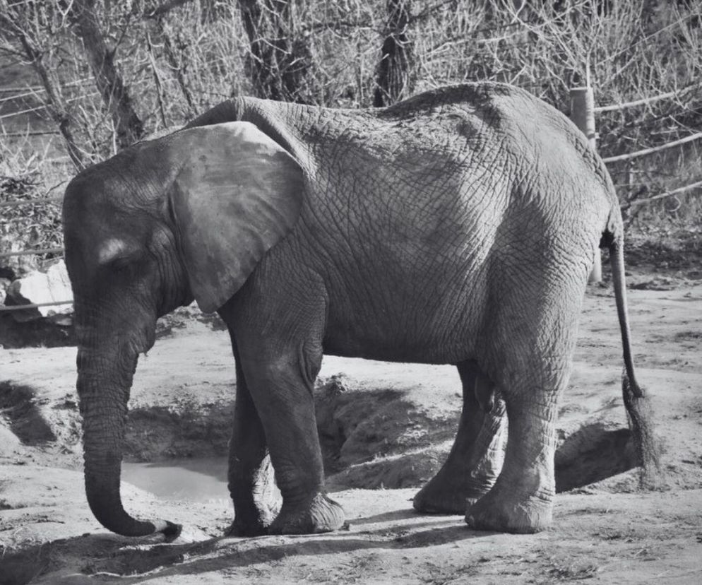 Nie żyje słonica Kinga. Była jedną z ulubienic Śląskiego Ogrodu Zoologicznego