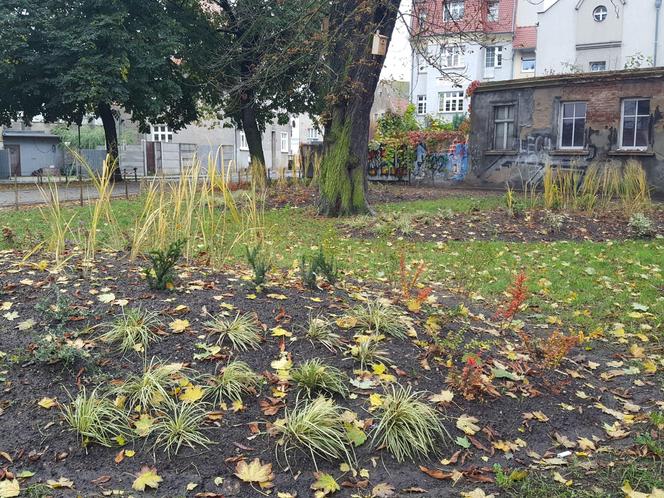 Rośliny posadzone, brakuje tylko kilku elementów. Skwer dr. Kuźniaka w Lesznie prawie gotowy