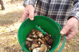 Zobaczcie jakie grzyby można znaleźć w lasach w pobliżu Gorzowa. 