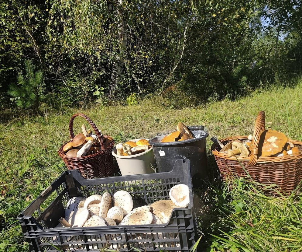 Wysyp grzybów na Podkarpaciu. Czy to najlepszy moment na grzybobranie?