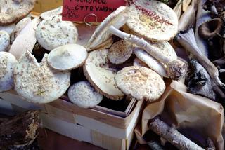 Panie z Sanepidu w Opolu Lubelskim zatroszczyły się o grzybiarzy. Przygotowały  wystawę ze świeżych grzybów, a eksponaty zebrały same!