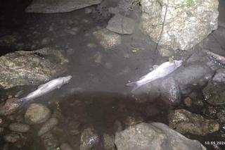 Tysiące ryb na brzegach Wisły. „Nigdy czegoś takiego nie czułem”