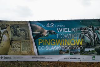 Chorzów: Po 42 latach do Śląskiego Ogrodu Zoologicznego wracają pingwiny! [ZDJĘCIA, AUDIO]