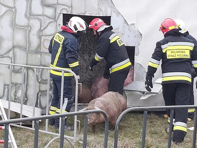 Wypadek ciężarówki przewożącej świnie w Wierzbicy koło Serocka