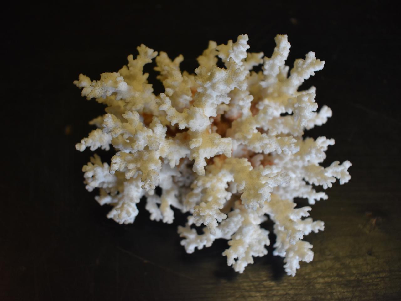 Koralowiec i preparaty zawierające ekstrakty z pławikonika japońskiego zatrzymane na podkarpackiej granicy 