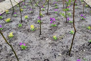 Kraków. Park im. Wisławy Szymborskiej przy ul. Karmelickiej nabiera kształtów