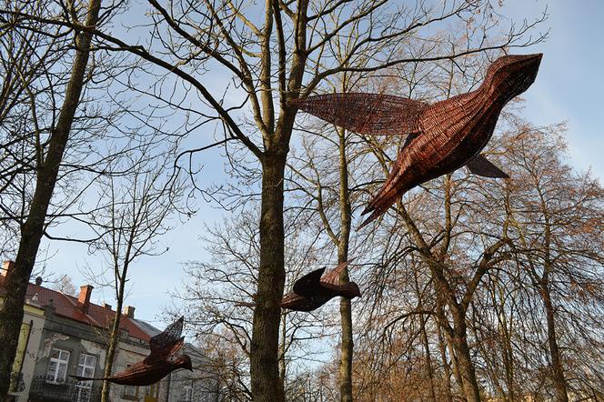 Niezwykłe ptaki pojawiły się nad Polską Stolica Wikliny