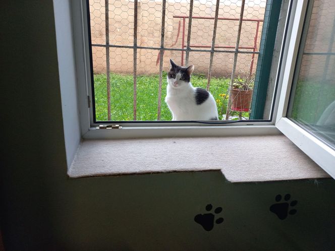 Poszukiwani wolontariusze do pomocy w Kociarni w Lesznie