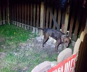 ZŁodzieje ukradli pitbulla.