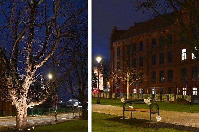 Bydgoszcz oświetla drzewa. Nastała jasność nad wiekowymi kasztanowcami