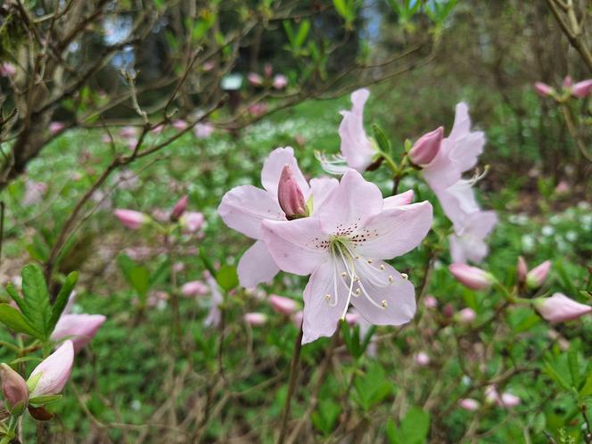 Arboretum pod Olsztynem znów otwarte. W jakich godzinach można je zwiedzać? [ZDJĘCIA]