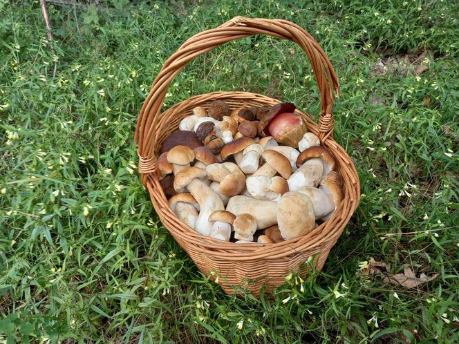 Wysyp grzybów w woj. świętokrzyskim. „Rosną jak na drożdżach”