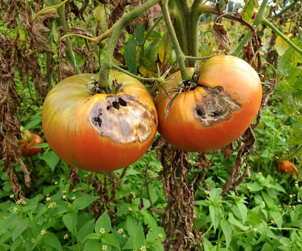 Sucha zgnilizna pomidora. Jak zapobiegać czarnym plamom na pomidorach?