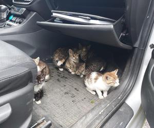 Policjanci uratowali 8 malutkich kotków!