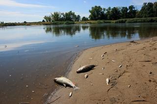 Katastrofa ekologiczna na Odrze: tony martwych ryb zalegają na dnie! Czym to grozi?