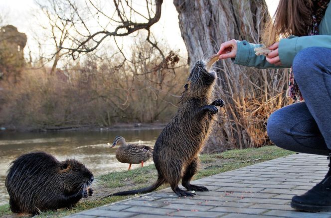 Nutrie w Rybniku jednak przeżyją?