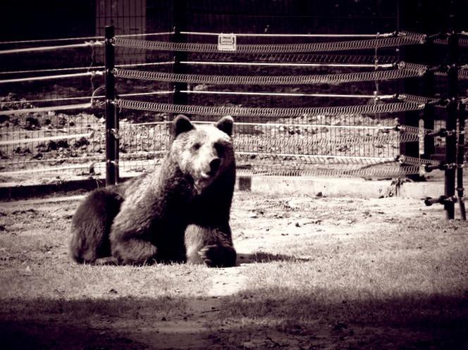 Akcent ZOO. Jola zmarła po walce z chorobą. Niedźwiedzica była symbolem ogrodu