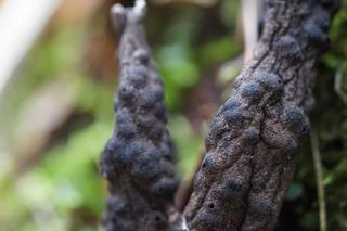 W Karkonoszach pojawiły się palce umarlaka. Upiorny grzyb budzi przerażenie 