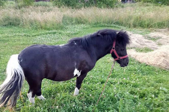 Złodziej w czerwonych spodniach ukradł kucyka