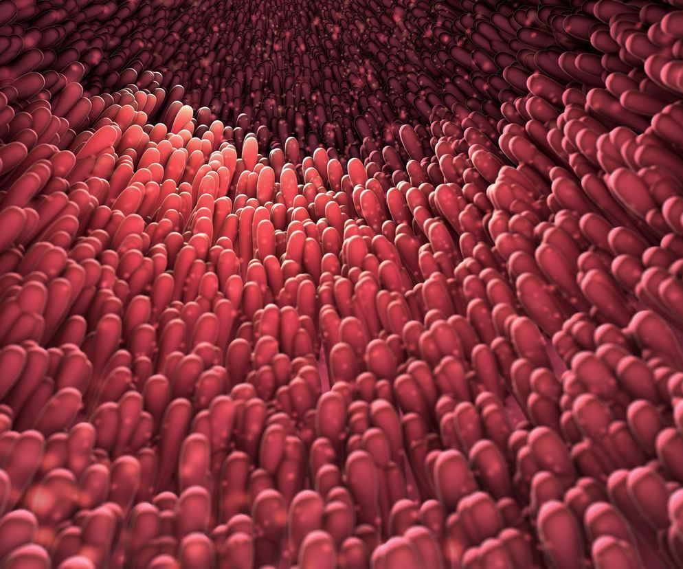 Jeden kosmek jelitowy ma od 0,3 mm do 1,5 mm długości.