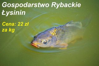 Ile zapłacimy za kilogram ryby z lokalnych gospodarstw rybackich? 