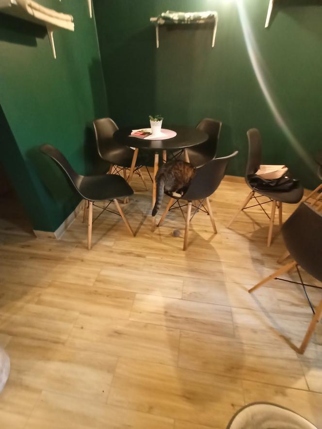 Kocia kawiarnia w Bielsku-Białej