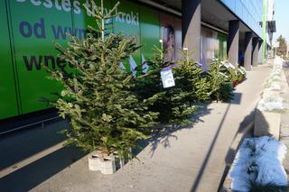 Ceny choinek 2023. Ile trzeba zapłacić za drzewko naturalne w Olsztynie? [ZDJĘCIA]