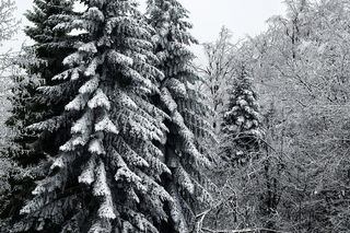 Pierwszy śnieg w Bieszczadach