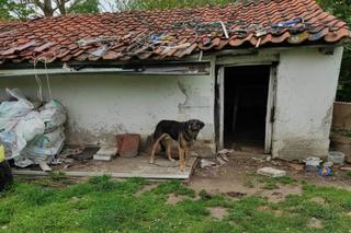 Horror zwierząt w Bisztynku