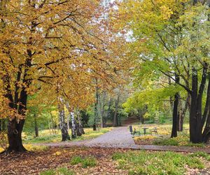 To najlepszy park w Olsztynie na jesienny spacer. Wyboru dokonała AI