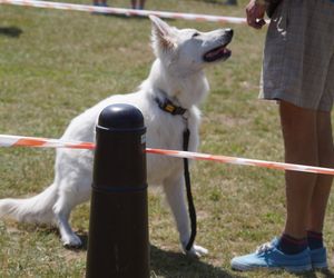 Psia radość i ludzkie serca. Myślęcinek pełen dobrych ludzi i ich czworonogów