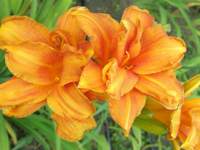 liliowce