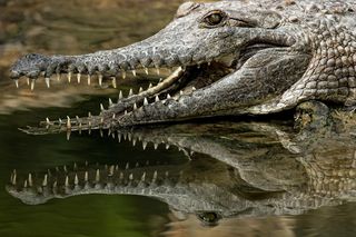 Makabra na amerykańskim osiedlu. Po ulicach spacerował potężny aligator. W paszczy trzymał ludzkie szczątki [WIDEO]