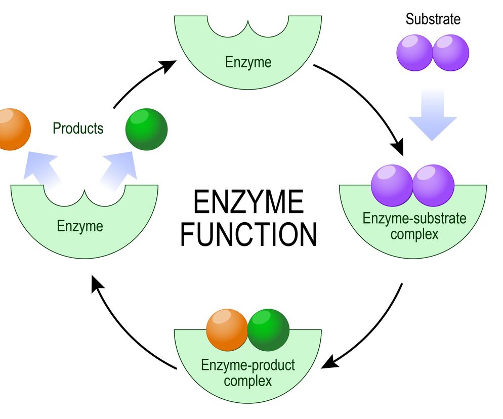 Prawidłowo działające enzymy są niezbędne do zajścia niemalże każdej reakcji chemicznej z szybkością i wydajnością konieczną dla właściwego funkcjonowania ciała człowieka.