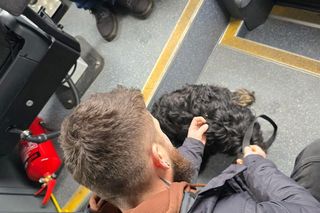 Pies jeździł tramwajem 