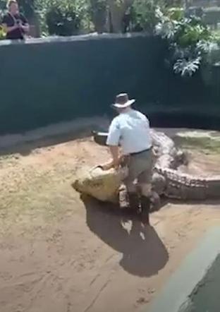  Krokodyl rzucił się na opiekuna podczas przedstawienia dla dzieci! Wszystko się nagrało. WIDEO