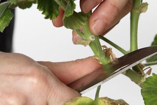 Jak zrobić sadzonki pelargonii [Porada eksperta]