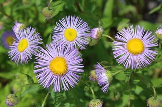 Jesienne kwiaty na balkon. Zdjęcia