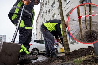 Zdrowe zastąpią chore. Gdyński drzewostan z liftingiem na wiosnę