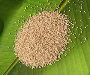 Nie możesz znaleźć białego maku? Oto gdzie kupić go bez problemu!