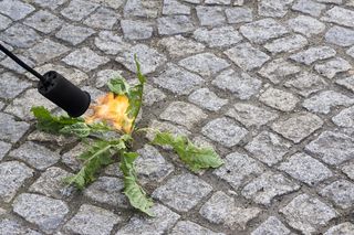 Chwasty w kostce brukowej