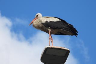Bocian zamieszkał na wysypisku śmieci pod Kaliszem