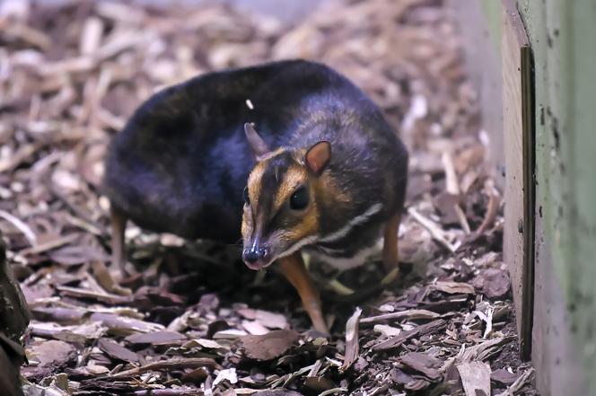 Myszojeleń we wrocławskim zoo osiągnął już rozmiary dorosłego osobnika