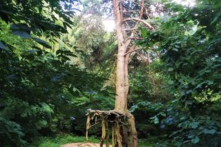 Sosna na szczudłach w Świętokrzyskiem