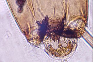 Naukowcy z UŁ odkryli nowe gatunki owadów. Żyją w rezerwacie w Łódzkiem