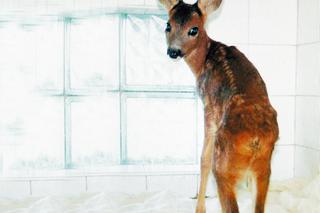 Żegnaj Bambi: Nie żyje sarenka, o życie której walczyli weterynarze z Przemyśla